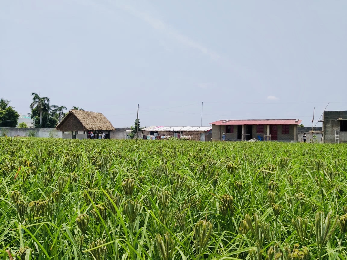 Rural farmer feeding cows in village