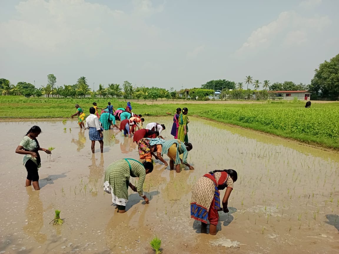 Happy Indian girl in flower garden.