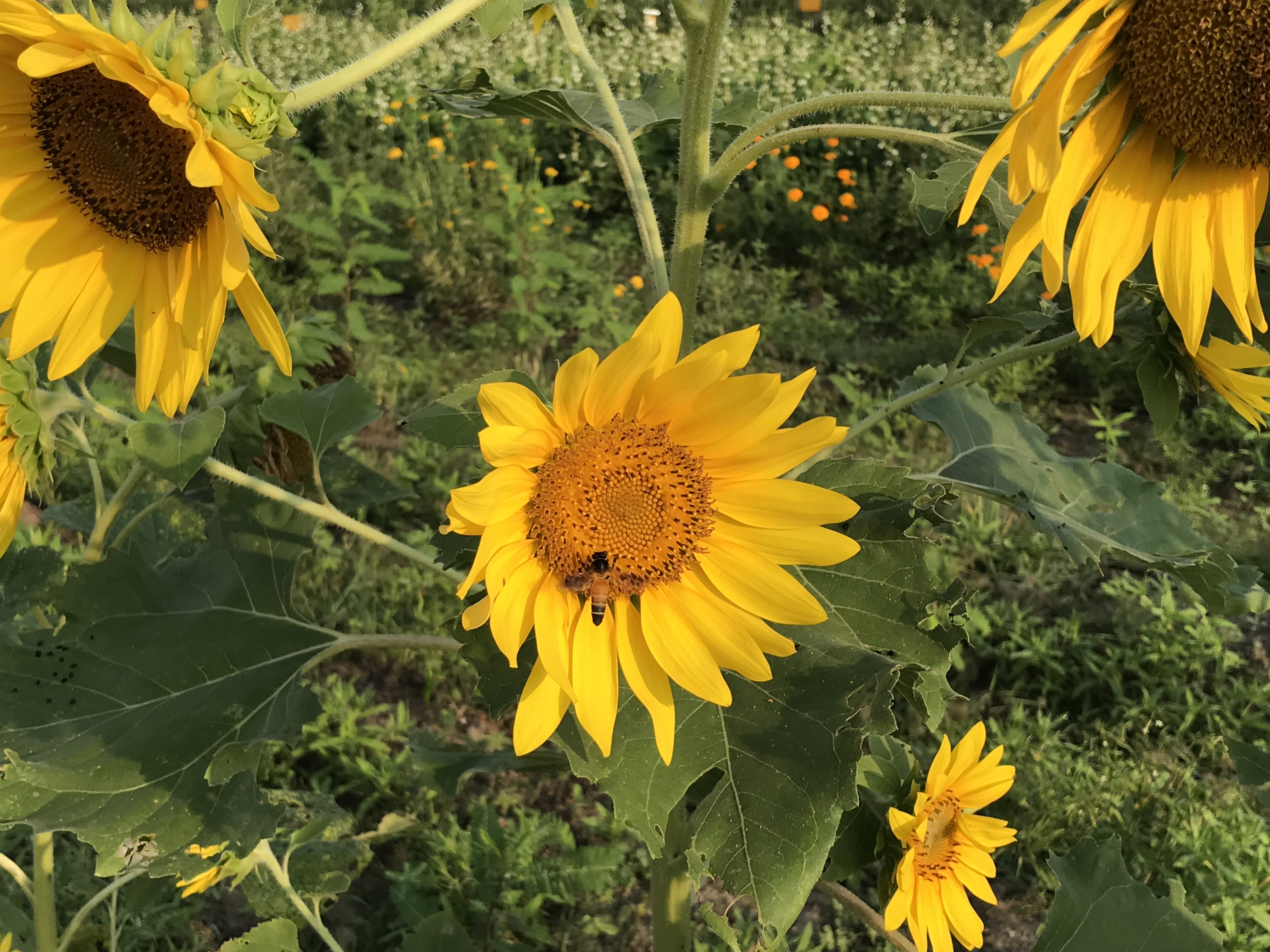 Rural house with solar panels installed, showcasing sustainable energy at the farm
