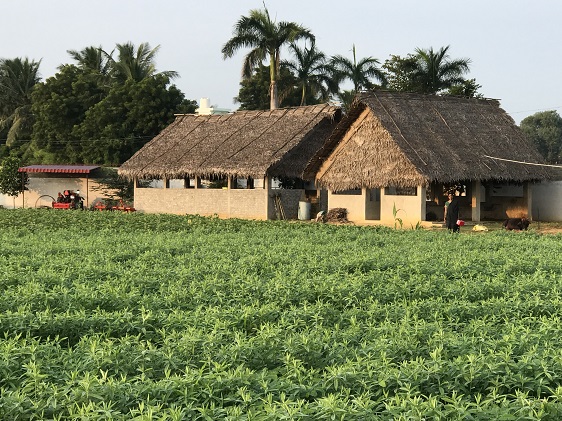 Sreyes Farm Overview