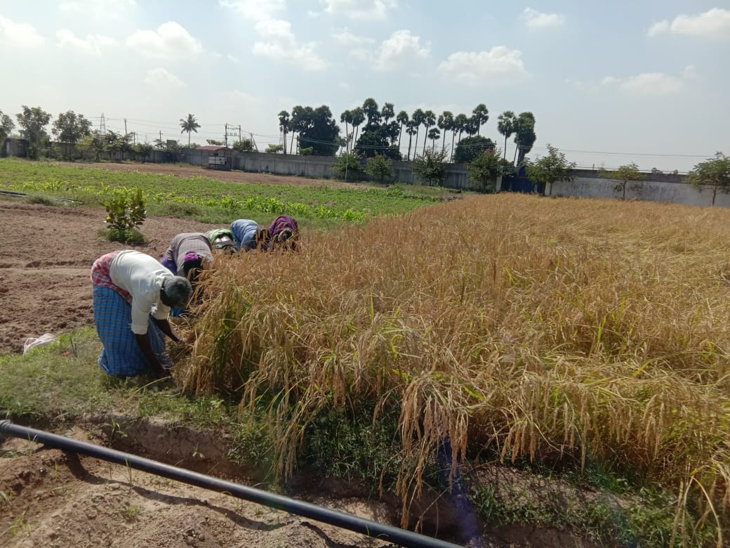 Local women working on Sreyes Farm as part of livelihood and empowerment programs